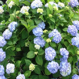 3 Gal. Nikko Blue Hydrangea With Blue Flowers