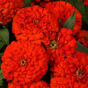 4.25 in. Eco+Grande Sweet Tooth Licorice (Zinnia) Live Plant, Red Flowers (4-Pack)