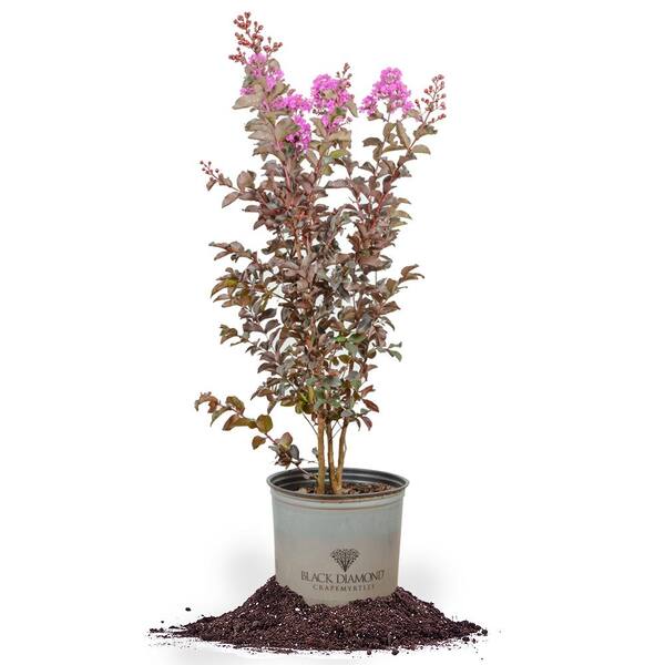 Perfect Plants Black Diamond Lavender Crape Myrtle Tree In 3 Gal ...