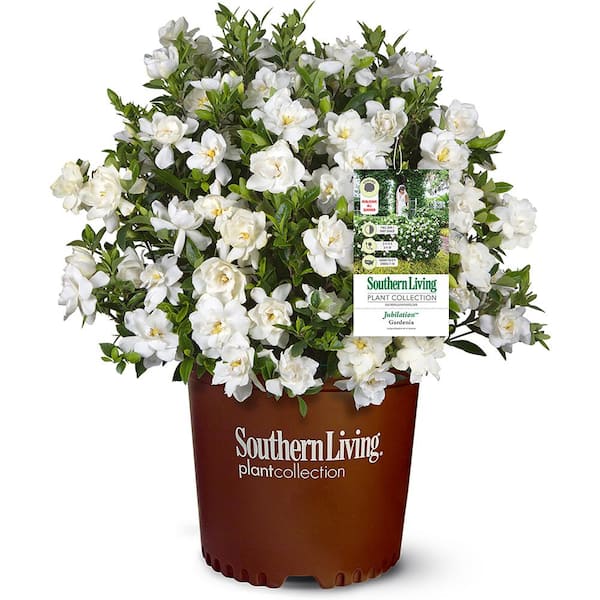 2 Gal. Jubilation Gardenia Shrub with Fragrant White Flowers