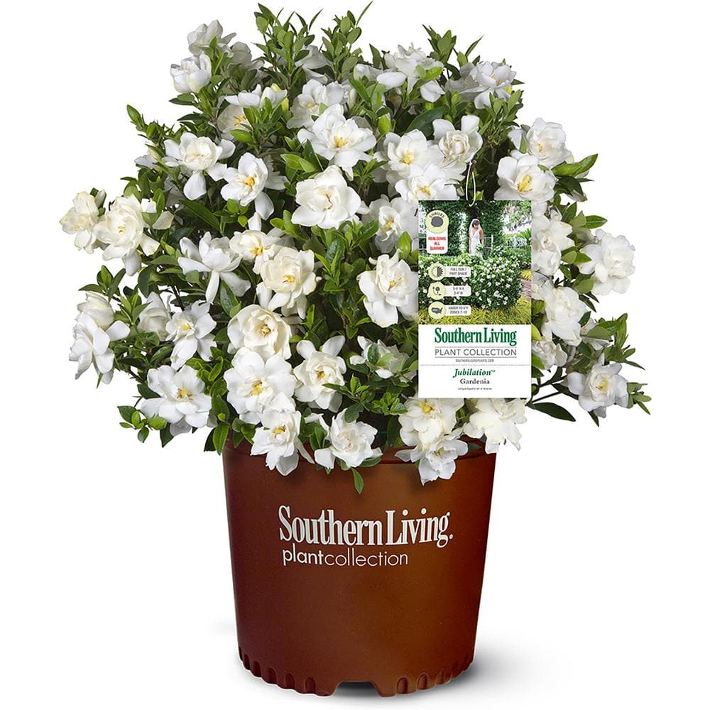 Southern Living 2 Gal. Jubilation Gardenia Shrub with Fragrant White  Flowers 14424 - The Home Depot