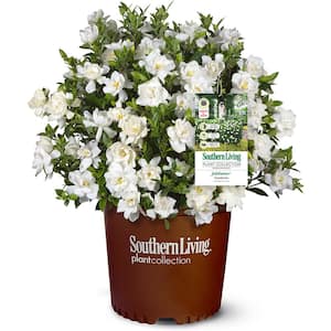 2 Gal. Jubilation Gardenia Shrub with Fragrant White Flowers