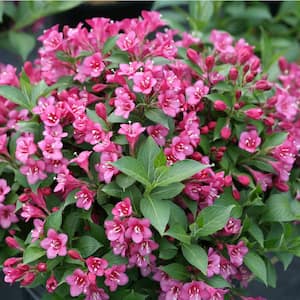 4.5 in. Qt. Snippet Dark Pink Weigela (Florida) Flowering Shrub With Pink Flowers