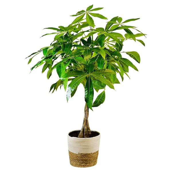 Pure Beauty Farms 1.9 Gal. Pachira Braid Indoor Money Tree Plant in 9.25 in. Deco Weave Basket