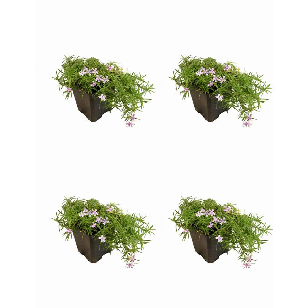 1.0 Qt. Perennial Phlox Subulata Candystripe (4-Pack)