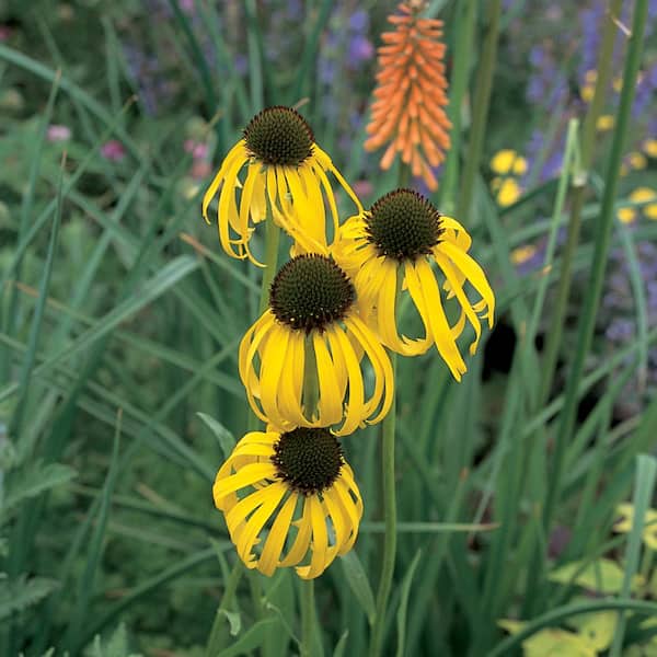 ALTMAN PLANTS 2.6 Qt. 1 Yellow Coneflower Plant 4956 The Home Depot