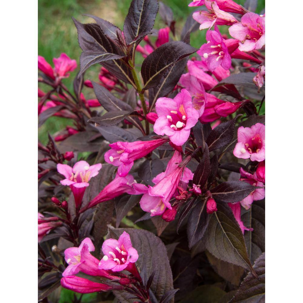 BLOOMIN' EASY Jumbo Pint Stunner Weigela Live Shrub, Vivid Pink Flowers