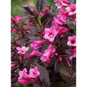1 Gal. Stunner Weigela Live Shrub, Vivid Pink Flowers