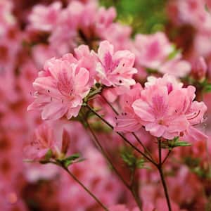 3 Gal. Azalea Hampton Beauty Flowering Shrub with Pink Flowers