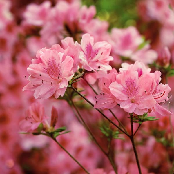 Unbranded 3 Gal. Azalea Hampton Beauty Flowering Shrub with Pink Flowers