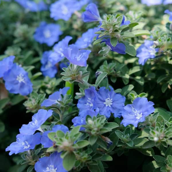 national PLANT NETWORK 4 in. Beach Bum Blue Evolvulus Glomeratus