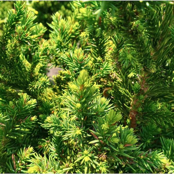 2 Gal. Cryptomeria Japonica Black Dragon