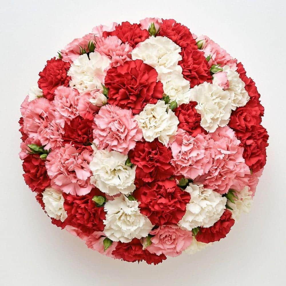 Globalrose Fresh Valentine's Day Carnations (200 Stems) vday-carnations ...