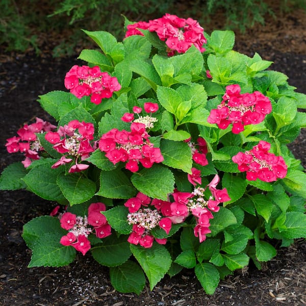 Image of Oriental lace hydrangea shrub in garden