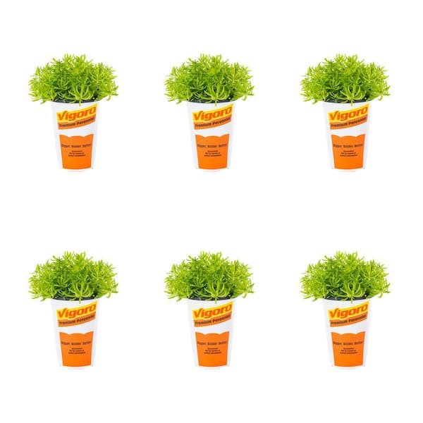 Vigoro 1 Pt. Sedum Angelina Yellow Perennial Plant (6-Pack)