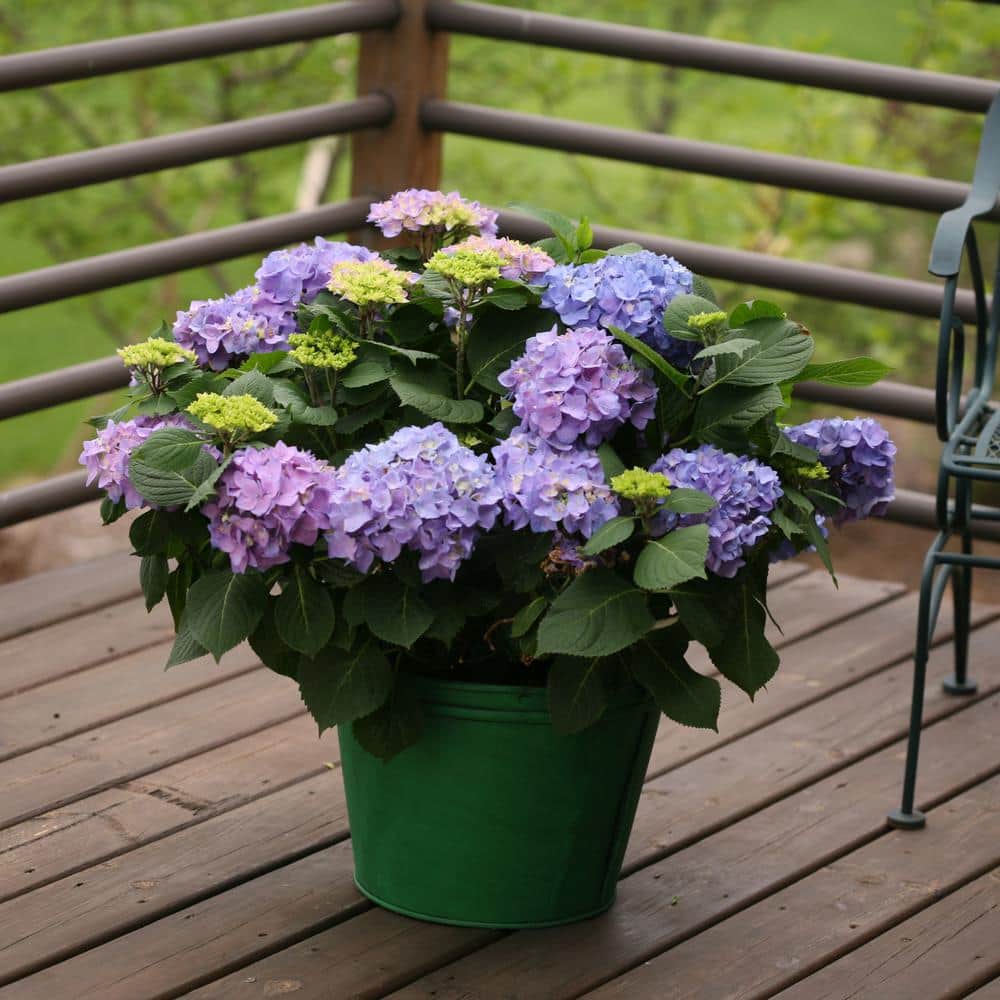 2 Gallon Blue and Purple Hydrangea Flowering Shrub