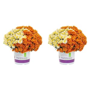 3 Qt. Orange, White Drop N Decorate Mum Chrysanthemum Mix Perennial Plant (2-Pack)