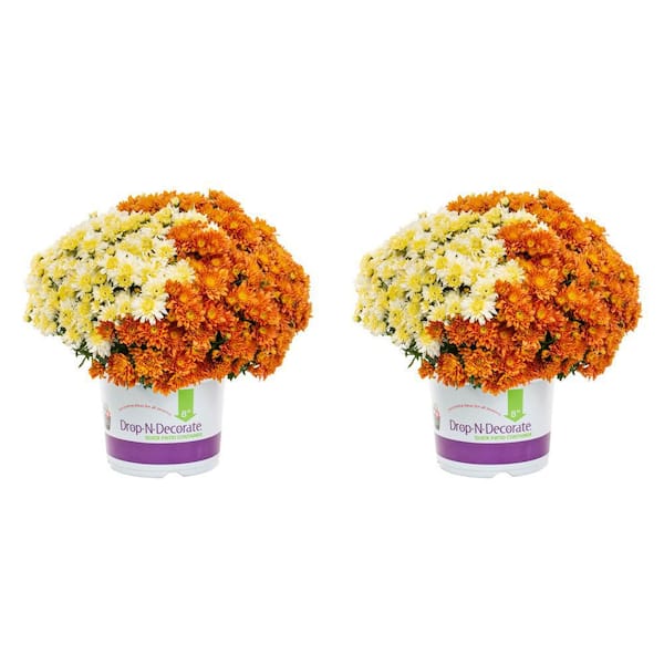 METROLINA GREENHOUSES 3 Qt. Orange, White Drop N Decorate Mum Chrysanthemum Mix Perennial Plant (2-Pack)