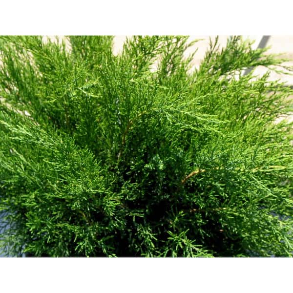 Cottage Gardens 1 Gal. Juniper Sea Green Evergreen Shrub
