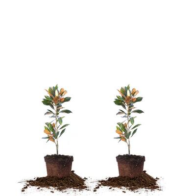 #1 Little Gem Magnolia (2-Pack)