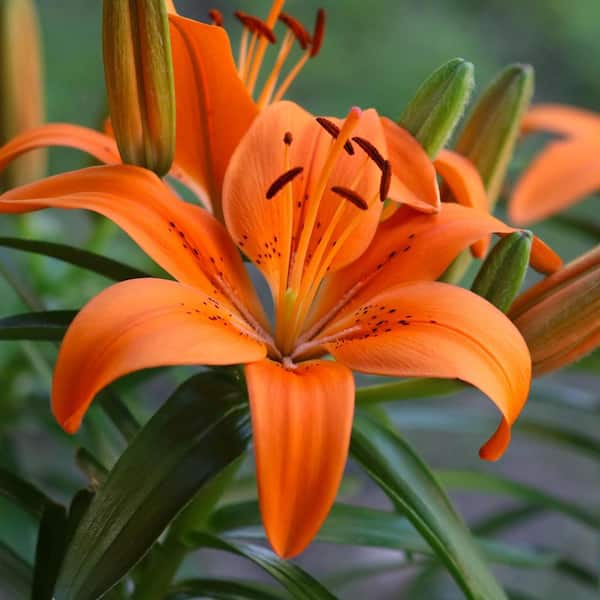 ALTMAN PLANTS 2.6 QT. #1 Asiatic Lily Perennial Plant with