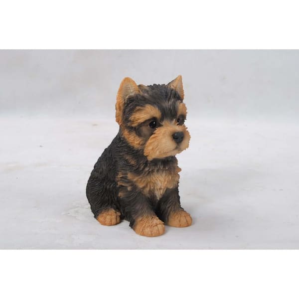 Yorkshire Terrier Puppy