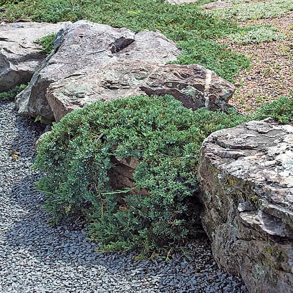 FLOWERWOOD 2.5 Qt. Blue Rug Juniper Groundcover Shrub