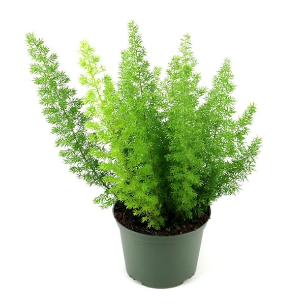 6 in. Fern Foxtail Plant in Grower Container
