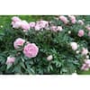bell-nursery-shrubs-hedges-peony2sbp1pk-e1.1