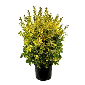 2.25 Gal Golden Privet Ligustrum Vicaryi Live Shrub with Golden Yellow Foliage