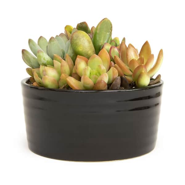 SMART PLANET 5.5 in. Succulent Garden in Black Ribbed Glazed Planter