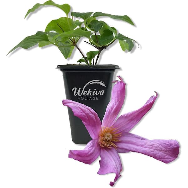 Wekiva Foliage Clematis Alionushka-Live Starter Plant in a 2 Inch Growers Pot-Starter Plants Ready for The Garden
