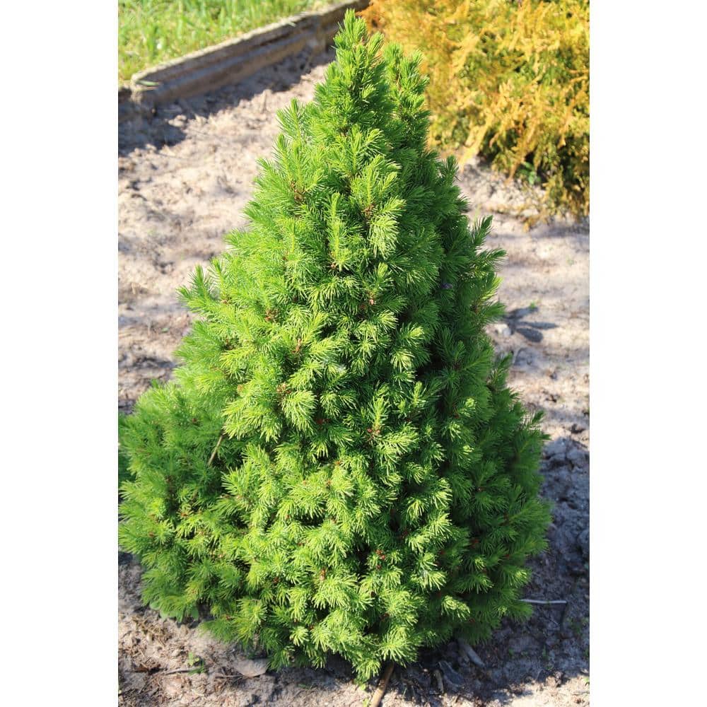 online orchards 1 gal. dwarf alberta spruce shrub aromatic and soft  evergreen foliage, almost no maintenance required cfsp001 - the home depot