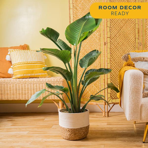 Costa Farms 10 in. Bird of Paradise Indoor Plant in Decor Basket, Average Shipping Height 2-3 ft. Tall