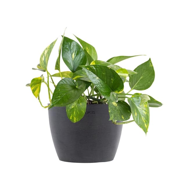 United Nursery Golden Pothos Devil's Ivy Vining Live Plant in 6 inch Premium Sustainable Ecopots Grey Pot