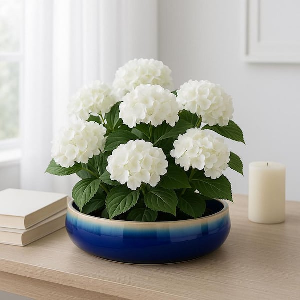 Blue Ceramic Round Succulent Low-Profile Decorative Planter (15 in. W x 4 in. H)