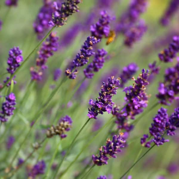 Vigoro 2.6 QT. Vigoro Spanish Lavender Perennial Plant with Purple