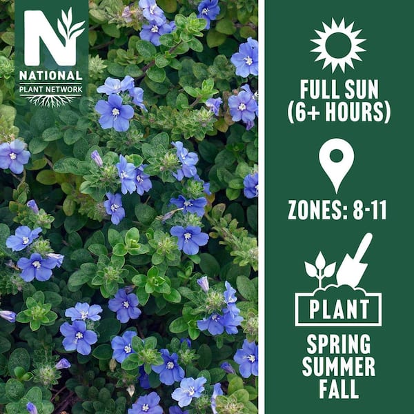national PLANT NETWORK 4 in. Beach Bum Blue Evolvulus Glomeratus