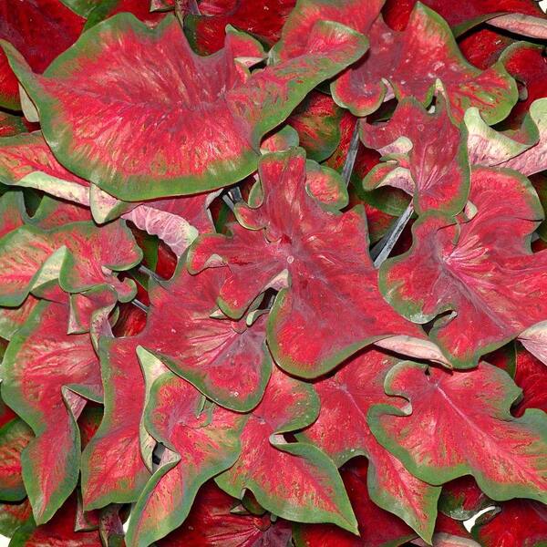 Bloomsz Select Series Caladiums Rio Red USPP# 23,994 (7-Pack)