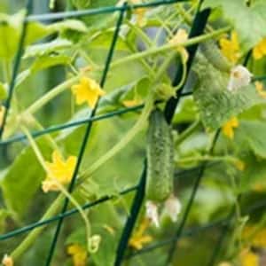 72 in. Cucumber Trellis Kit Plant Trellis Green