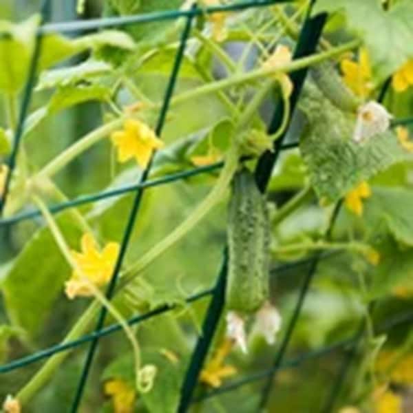 Mr. Garden 72 in. Cucumber Trellis Kit Plant Trellis Green