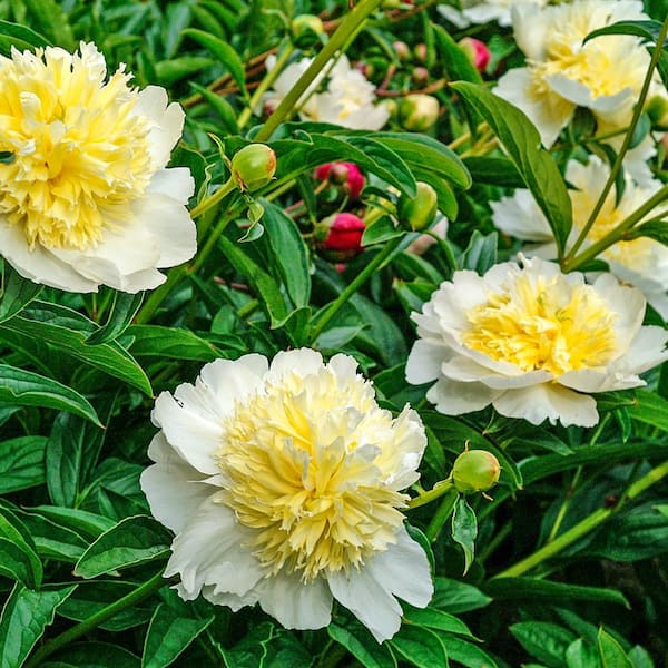 Spring Hill Nurseries Honey Gold Peony Dormant Bare Flowering Perennial Starter Plant Root (1-Pack)