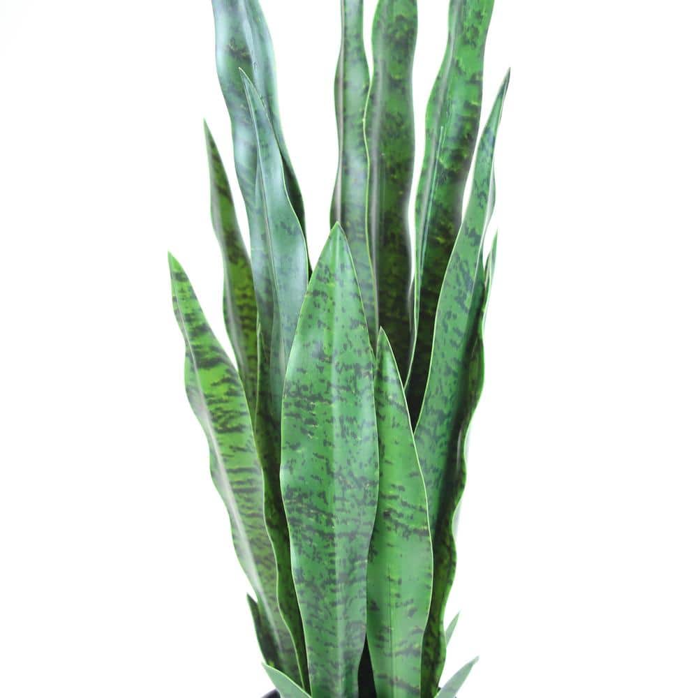 25" Green Silk Snake Plant in Black Pot