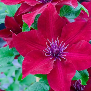Nubia Clematis Vine, Live Bareroot Perennial Plant, Red Flowers (1-Pack)