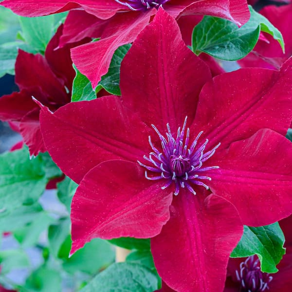 Spring Hill Nurseries Nubia Clematis Vine Red Flowering Dormant Bare Root Perennial Starter Plant (1-Pack)