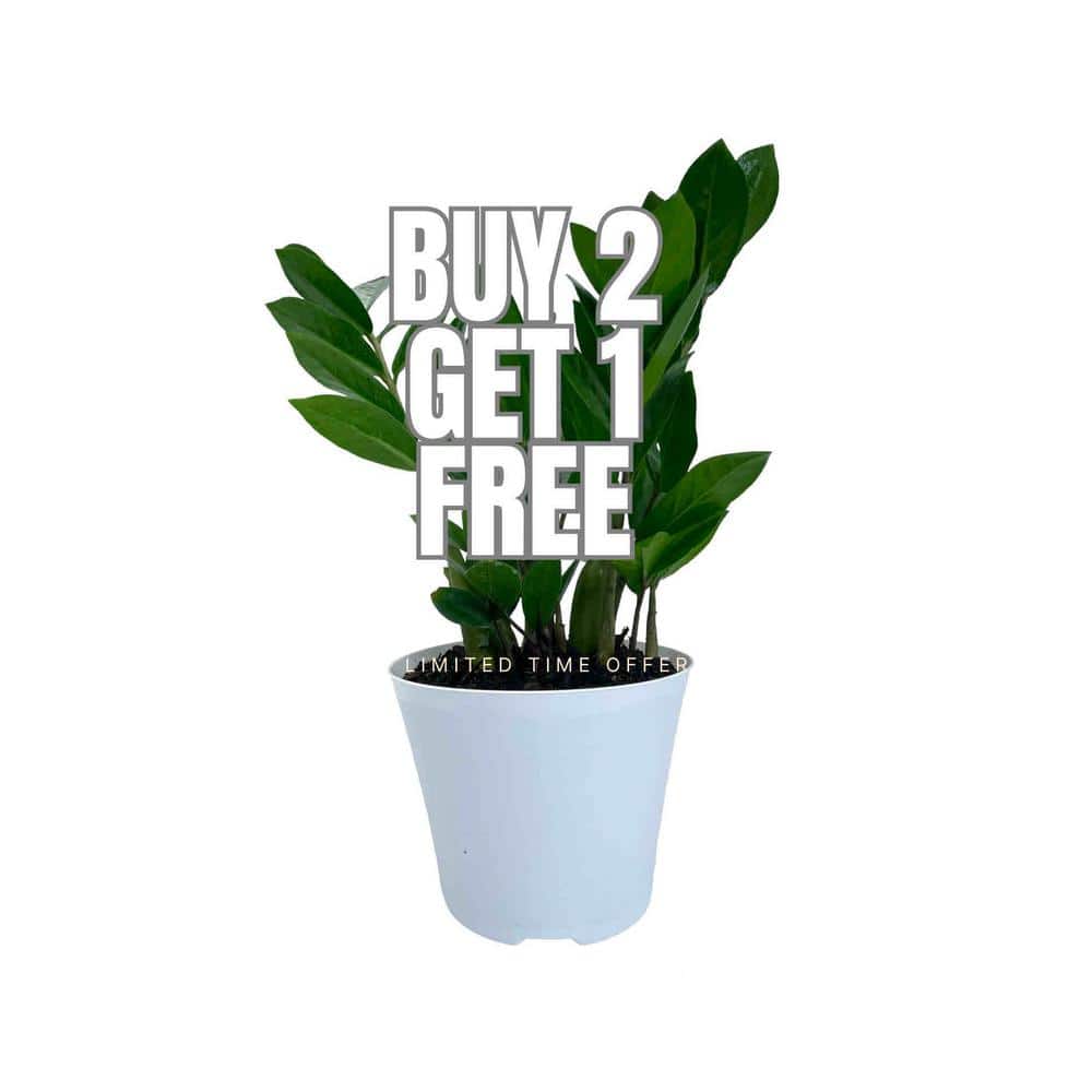 EVERBLOOM GROWERS, INC. 6 in. ZZ Plant in Deco Pots (3-Pack