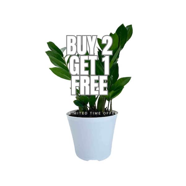 EVERBLOOM GROWERS, INC. 6 in. ZZ Plant in Deco Pots (3-Pack )