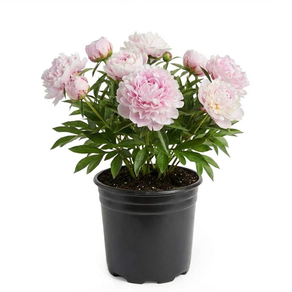 BELL NURSERY 2 Gal. Sarah Bernhardt Peony (Paeonia) Live Shrub