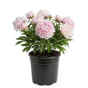 2 Gal. Sarah Bernhardt Peony (Paeonia) Live Shrub with Pastel Pink Double Blooms