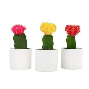 2.5 in. Assorted Grafted Cactus 3-Pack in White Glazed Clay Pot
